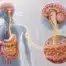 Schéma de l'axe intestin-cerveau montrant les connexions bidirectionnelles entre le tube digestif et le cerveau via le nerf vague