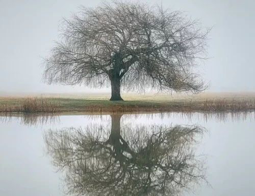 Le brouillard mental : quand le cerveau tourne au ralenti
